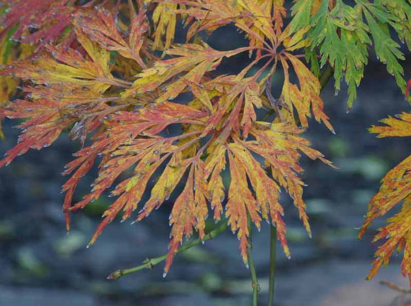 Acer japonicum 'Green Cascade' (Full Moon Maple)